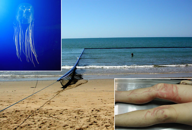 Ядовитые медузы в Австралии