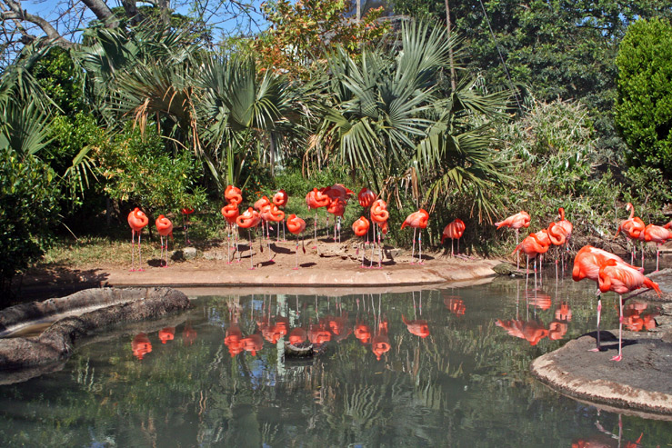 Бермудский аквариум и зоопарк (Bermuda Aquarium & Zoo) в городе Гамильтон, Бермуды