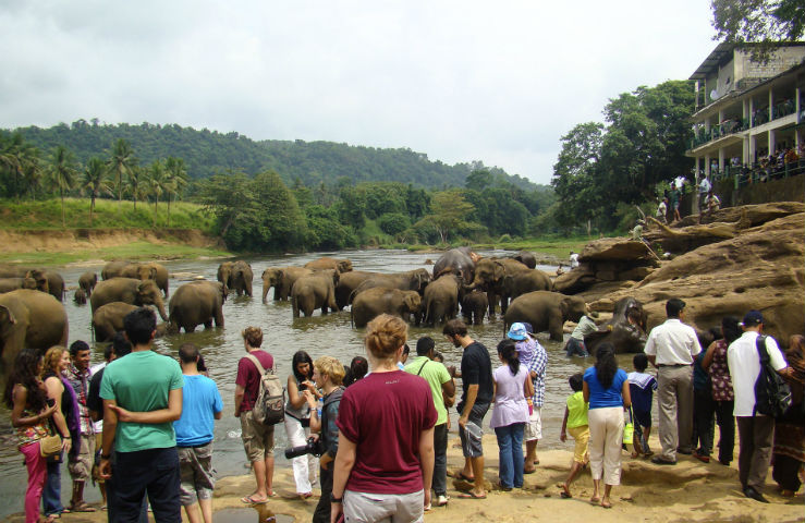 Слоновий питомник Пиннавела (Pinnawala Elephant Orphanage)