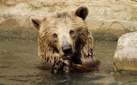 Зоопарк Пльзеня