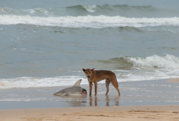 Опасности Австралии — Дикая собака Динго Опасности Австралии — Дикая собака Динго