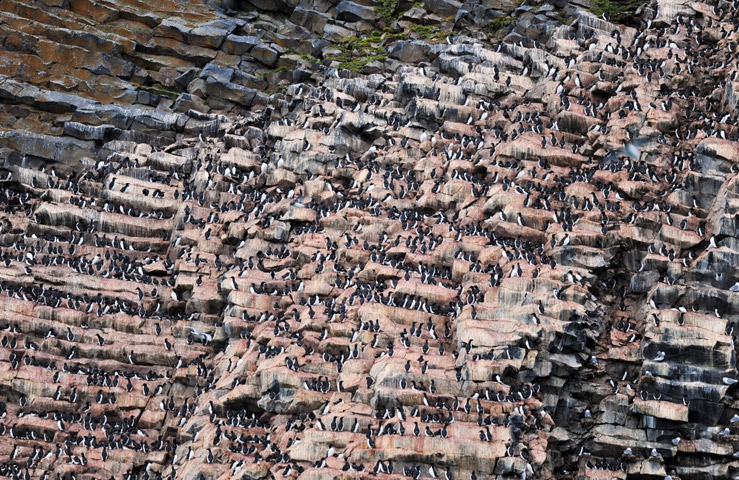 Птичий базар на скале Рубини-Рок